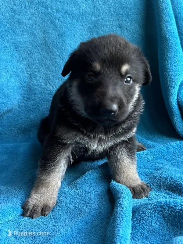 Collette – German Shepherd Dog puppy for sale in Altair, TX