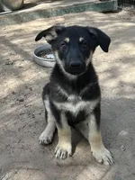 Collette, a female German Shepherd Dog for sale in Altair, TX – 3 of 5