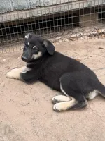 Collette, a female German Shepherd Dog for sale in Altair, TX – 2 of 5
