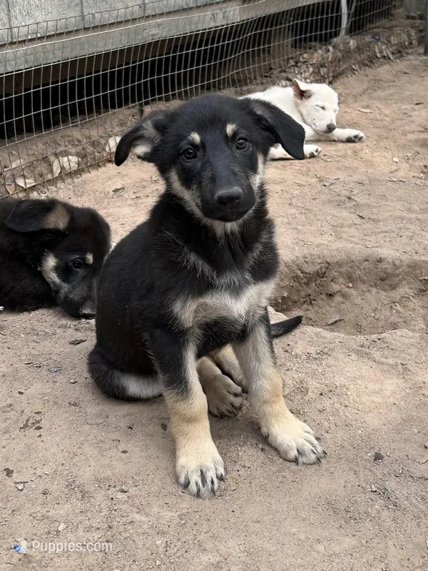 Collette – German Shepherd Dog puppy for sale in Altair, TX