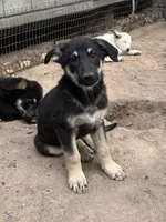 Collette, a female German Shepherd Dog for sale in Altair, TX – 1 of 5