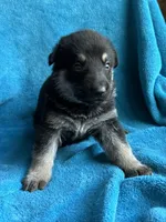 Collette, a female German Shepherd Dog for sale in Altair, TX – Photo 2 of 2