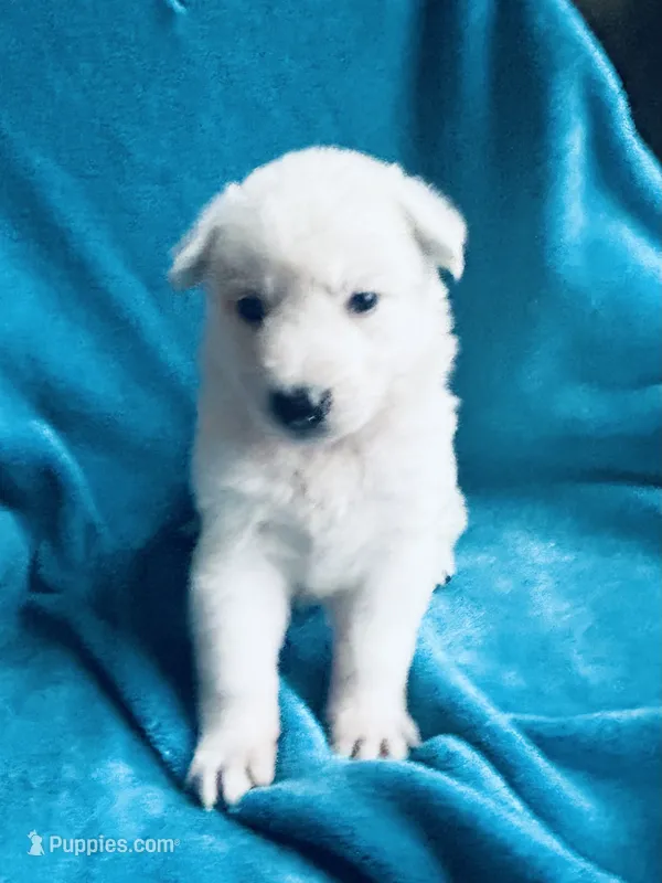 Lexi – German Shepherd Dog puppy for sale in Altair, TX