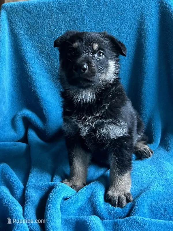 Gunner – German Shepherd Dog puppy for sale in Altair, TX