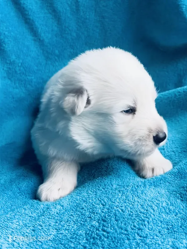 Ajax – German Shepherd Dog puppy for sale in Altair, TX