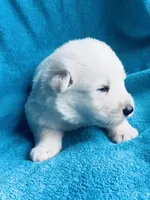 Ajax, a male German Shepherd Dog for sale in Altair, TX – Photo 1 of 2