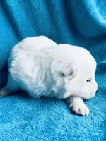 Aspen, a female German Shepherd Dog for sale in Altair, TX – Photo 2 of 3