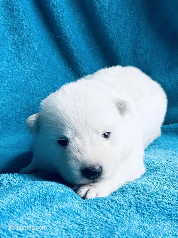 Aspen – German Shepherd Dog puppy for sale in Altair, TX