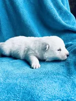 Aspen, a female German Shepherd Dog for sale in Altair, TX – Photo 3 of 3