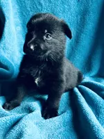 Maverick, a male German Shepherd Dog for sale in Altair, TX – 3 of 3