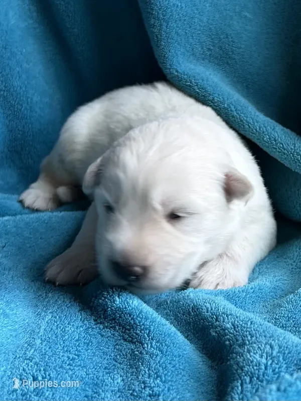 Zephyr – German Shepherd Dog puppy for sale in Altair, TX