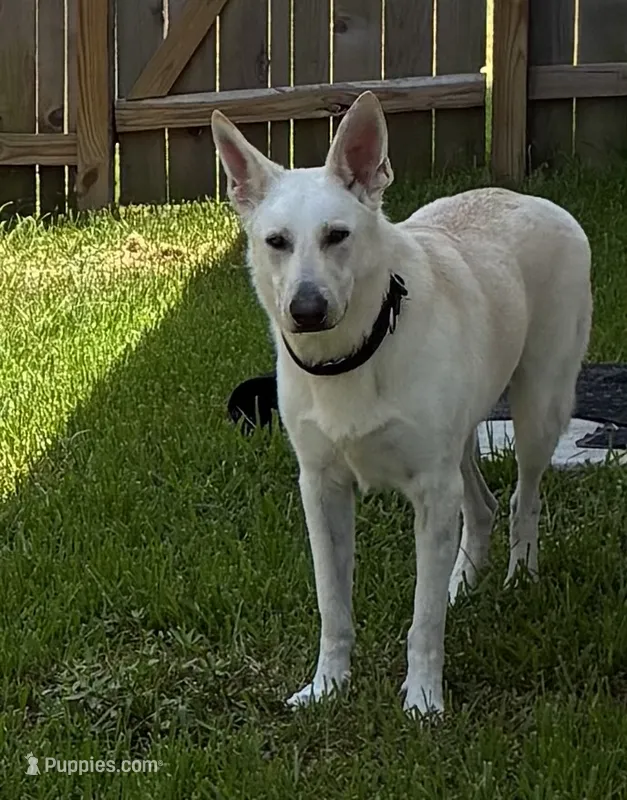 Gunther – German Shepherd Dog puppy for sale in Altair, TX