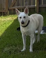 Gunther, a male German Shepherd Dog for sale in Altair, TX – 1 of 7