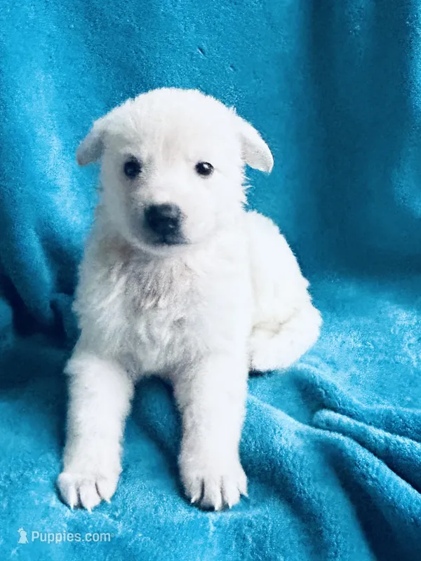 Jewel – German Shepherd Dog puppy for sale in Altair, TX