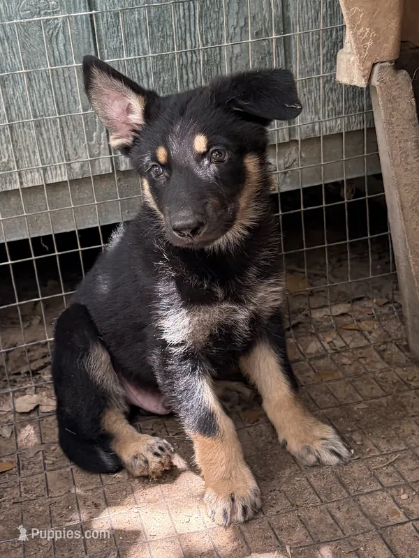 Justice – German Shepherd Dog puppy for sale in Altair, TX