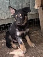 Justice, a male German Shepherd Dog for sale in Altair, TX – 1 of 5