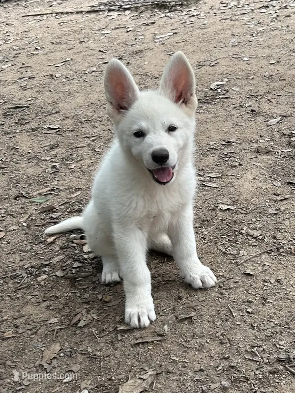 Belle – German Shepherd Dog puppy for sale in Altair, TX