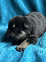 Gunner, a male German Shepherd Dog for sale in Altair, TX – Photo 4 of 7