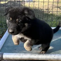 Gunner, a male German Shepherd Dog for sale in Altair, TX – Photo 4 of 8