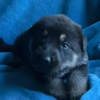 Gunner, a male German Shepherd Dog for sale in Altair, TX – Photo 5 of 8