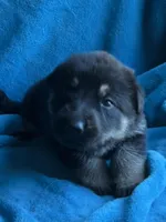 Gunner, a male German Shepherd Dog for sale in Altair, TX – Photo 2 of 7