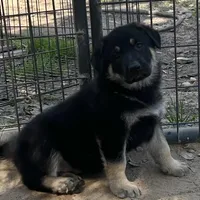 Gunner, a male German Shepherd Dog for sale in Altair, TX – Photo 2 of 8