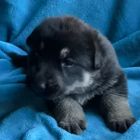 Gunner, a male German Shepherd Dog for sale in Altair, TX – Photo 7 of 8