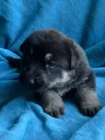 Gunner, a male German Shepherd Dog for sale in Altair, TX – Photo 7 of 7