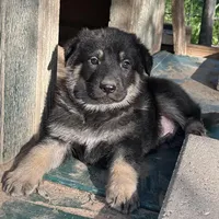 Gunner, a male German Shepherd Dog for sale in Altair, TX – Photo 3 of 8