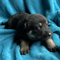 Gunner, a male German Shepherd Dog for sale in Altair, TX – Photo 8 of 8