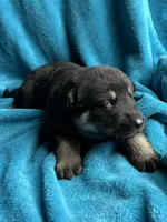 Gunner, a male German Shepherd Dog for sale in Altair, TX – Photo 3 of 7