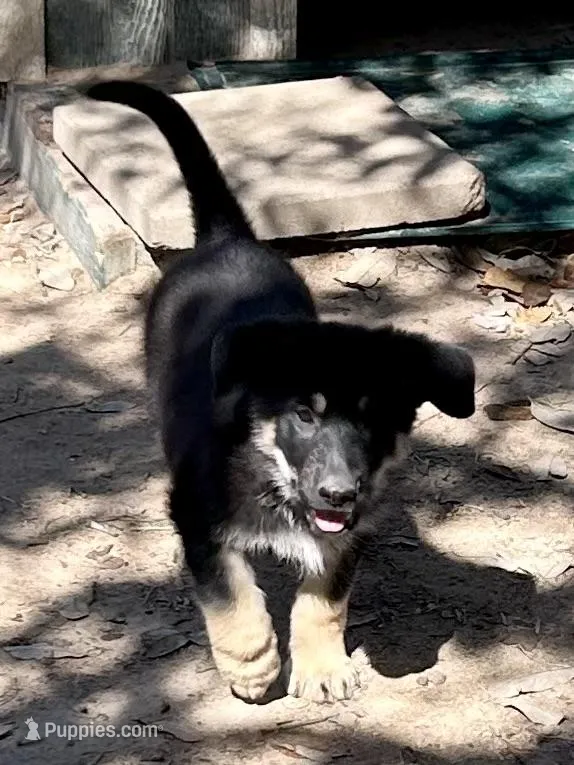 Gunner – German Shepherd Dog puppy for sale in Altair, TX