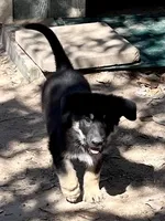 Gunner, a male German Shepherd Dog for sale in Altair, TX – Photo 1 of 8