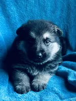 Gunner, a male German Shepherd Dog for sale in Altair, TX – Photo 1 of 7