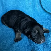 Gunner, a male German Shepherd Dog for sale in Altair, TX – Photo 6 of 8