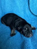 Gunner, a male German Shepherd Dog for sale in Altair, TX – Photo 6 of 7