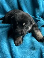 Gunner, a male German Shepherd Dog for sale in Altair, TX – Photo 5 of 7