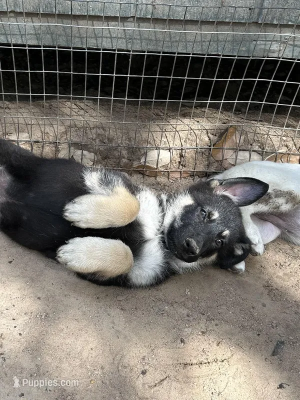 Jack – German Shepherd Dog puppy for sale in Altair, TX