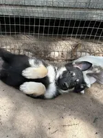 Jack, a male German Shepherd Dog for sale in Altair, TX – 1 of 4