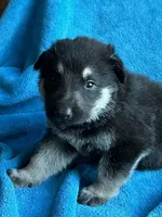 Jack, a male German Shepherd Dog for sale in Altair, TX – Photo 1 of 2