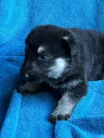 Jack, a male German Shepherd Dog for sale in Altair, TX – Photo 2 of 2