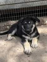 Jack, a male German Shepherd Dog for sale in Altair, TX – 2 of 4