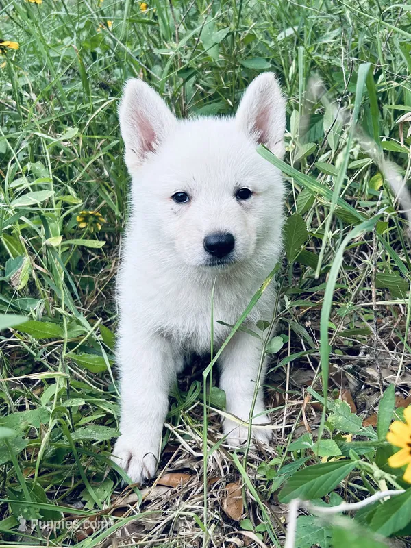 Belle – German Shepherd Dog puppy for sale in Altair, TX