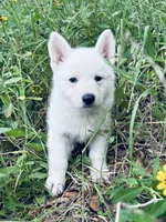 Belle, a female German Shepherd Dog for sale in Altair, TX – 1 of 5