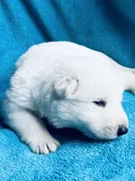 Belle, a female German Shepherd Dog for sale in Altair, TX – Photo 2 of 2