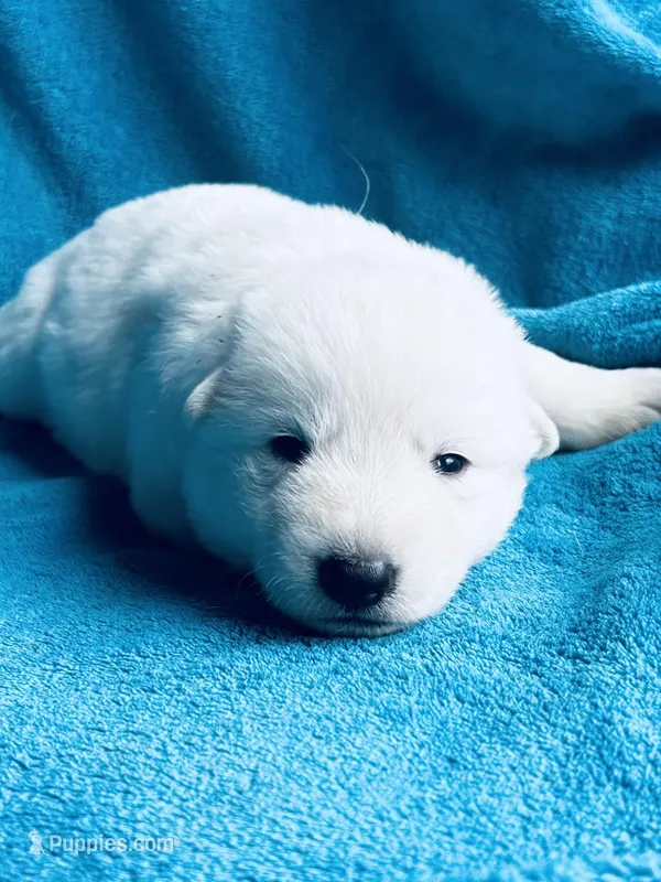 Belle – German Shepherd Dog puppy for sale in Altair, TX