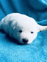 Belle, a female German Shepherd Dog for sale in Altair, TX – Photo 1 of 2