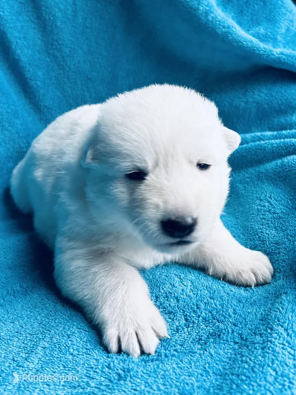 Helga – German Shepherd Dog puppy for sale in Altair, TX