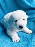 Helga, a female German Shepherd Dog for sale in Altair, TX – Photo 1 of 2