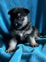 Justice, a male German Shepherd Dog for sale in Altair, TX – 2 of 2